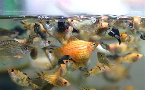 bolly fish|27 Different Types of Molly Fish .